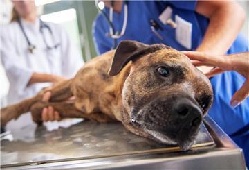Hund auf Behandlungstisch