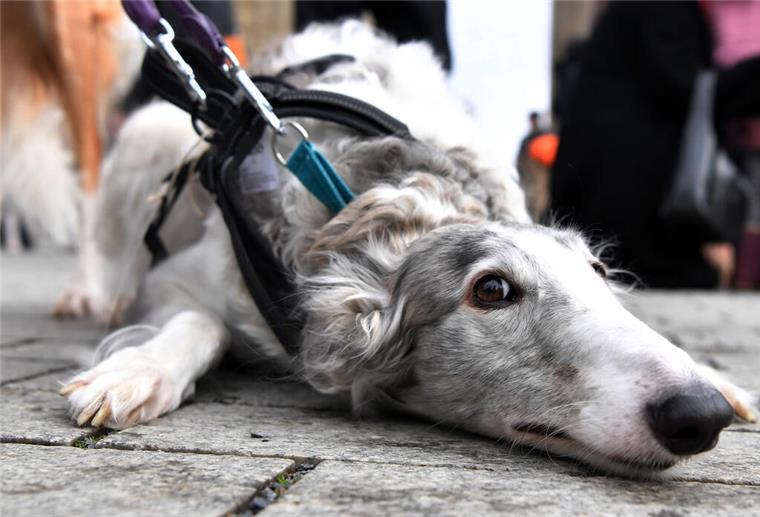Ein angeleinter Hund liegt auf dem Fußweg. In Bremerhaven müssen viele Hundebesitzer bald einen Hundeführerschein absolvieren.