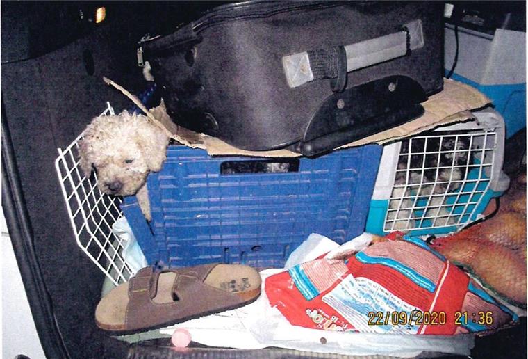 11 Hundewelpen aus verdrecktem Kofferraum befreit Der „Hundezüchter“ hatte die Welpen stundenlang in viel zu kleine Kartons eingesperrt.