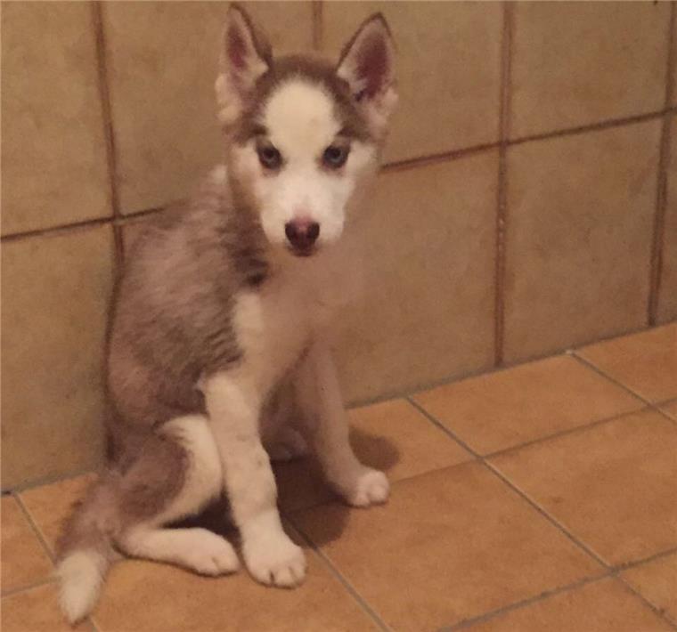 Der Husky-Welpe befindet sich weiterhin in Quarantäne im Tierheim Bremerhaven.
