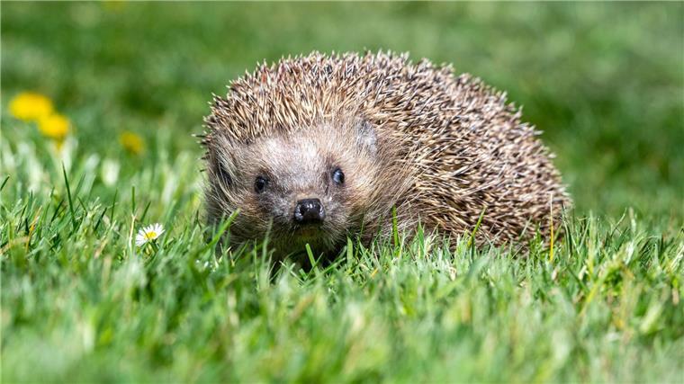 Hundehalterin und Frau schlagen sich wegen Igel Der Igel konnte entkommen. (Symbolbild)