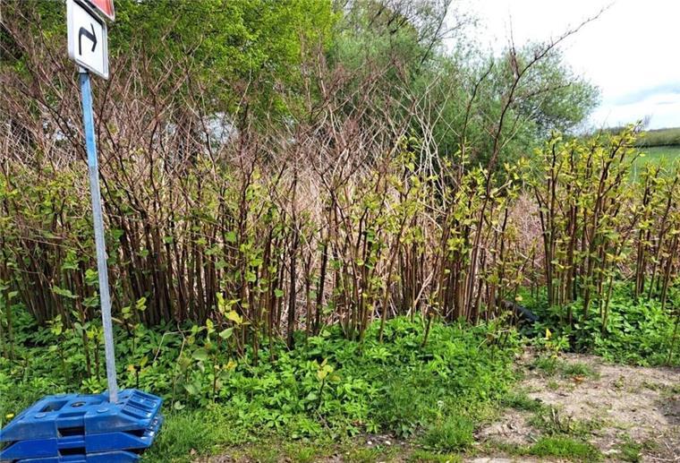 „Alien des Jahres“: Invasive Pflanze wird zum Problem im Kreis Cuxhaven Der „Japanische Staudenknöterich“ ist in Hechthausen an vielen Stellen zu sehen. Foto: privat