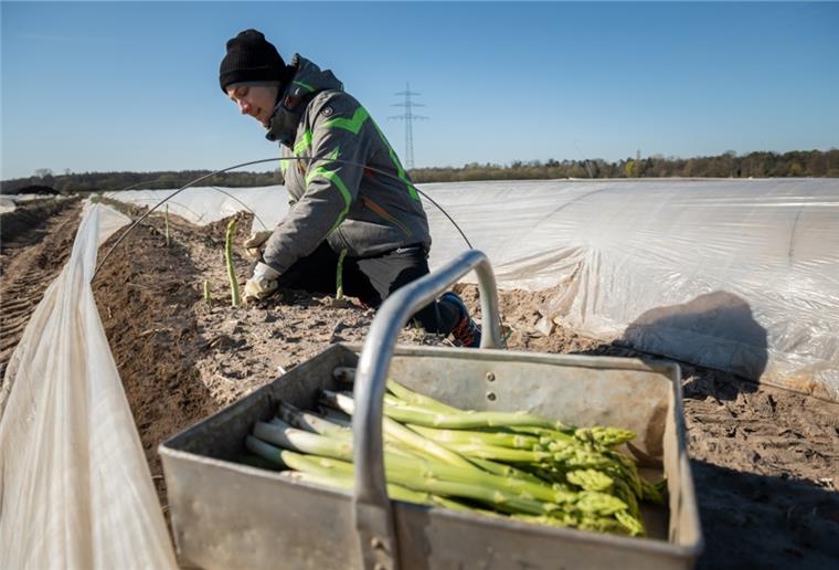 Cuxland: Bauern sollen Jobbörse für Helfer nutzen Der Job als Erntehelfer hilft den Mitarbeitern, bei Kurzarbeit besser über die Runden zu kommen und ist ein solidarischer Beitrag für alle, heißt es vom Landwirtschaftsverband.
