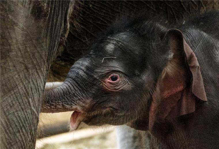 Berliner Elefantenbaby ist ein Männchen Der Berliner Tierpark stellt sein neues Elefantenbaby vor