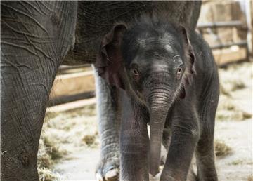 Der Berliner Tierpark stellt sein neues Elefantenbaby vor
