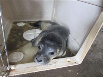 Der junge Heuler wurde in einer mit Wasser gefüllten Box nach Norddeich gebracht. 