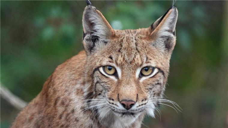 Nationalpark Harz hilft bei Luchs-Zucht Der junge Luchs Ludwig sitzt im Wildpark Schorfheide im Wald.