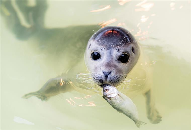 Der junge Seehund „Ouzo“ schwimmt mit einem Fisch im Maul durch ein Becken der Seehundstation.