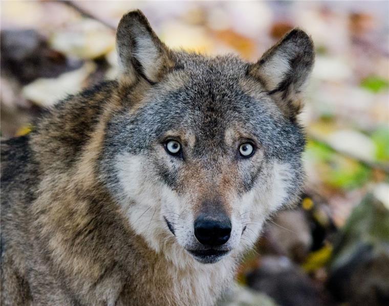 Vorsicht, Wolf-Alarm! Diese 6 Tipps sollte jeder Viehhalter in der Region kennen Der kanadische Ranger Ranger Brian Delinte hat in einem Vortrag im Cuxland Viehhaltern Tipps zum Umgang mit Wölfen gegeben.