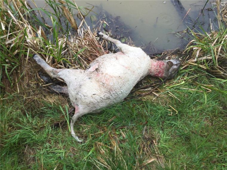 Wolf greift in Wehdel fünf Schafe an Der Kehlbiss ist ein Indiz dafür, dass ein Wolf dieses Schaf gerissen hat.