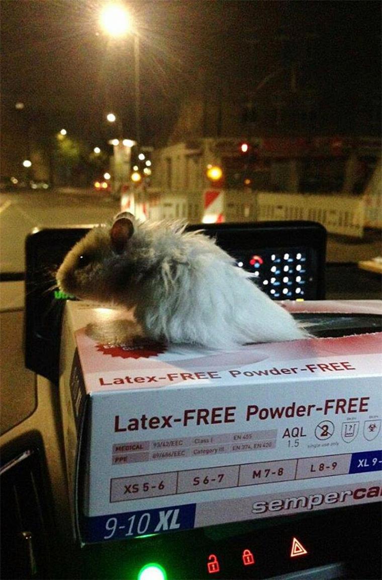 Ein Herz für Tiere: Berliner Polizei rettet frierenden Hamster Der kleine Hamster "Sir Henry" wurde von der Berliner Polizei mit dem Streifenwagen in Sicherheit gebracht.Der kleine Hamster "Sir Henry" wurde von der Berliner Polizei mit dem Streifenwagen in Sicherheit gebracht.