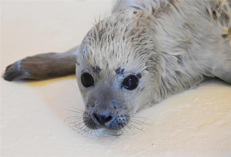 Mutterlos am Nordsee-Strand: Seehundbaby kämpft ums Überleben Der kleine Heuler „Bosse“ ist als erster Heuler der diesjährigen Geburtensaison in der Seehundstation Friedrichskoog aufgenommen worden.