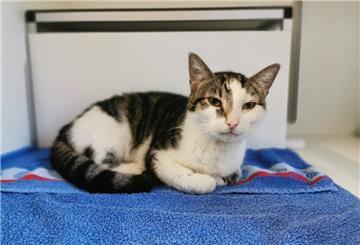 Ein Kater liegt auf einem Handtuch