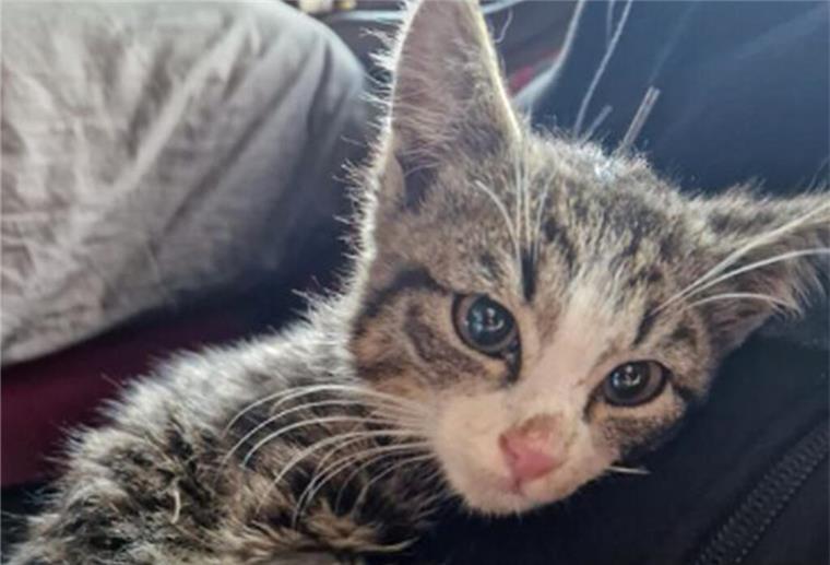 Traurige Geschichte: Kater Oskar wurde schwer verletzt in einer Müllpresse gefunden Der kleine Kater Oskar wurde in Bremen in einer Müllpresse gefunden.