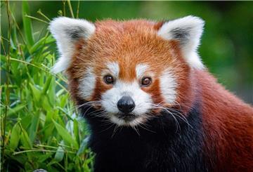 Der kleine Panda Jang ist aus seinem Gehege ausgebrochen und wird nun gesucht.