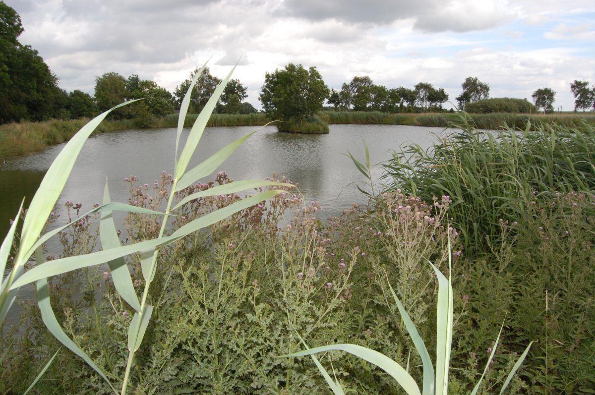 Der kleine Teich soll weitgehend so belassen werden. Allerdings sollen dort Nisthilfen für den Eisvogel entstehen. 