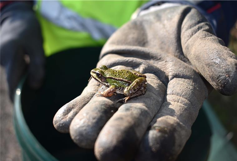 Ehrenamtliche retten Kröten in Zeven Der Teichfrosch sitzt auf der Hand des Ehrenamtlichen, der die Eimer am Schutzzaun leert.