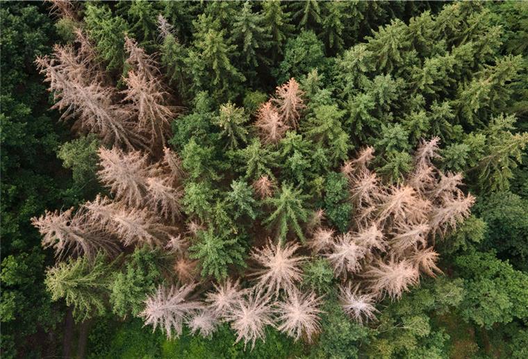 Der deutsche Laubwald hat Durst Ein Wald von oben mit vielen abgestorbenen Bäumen.