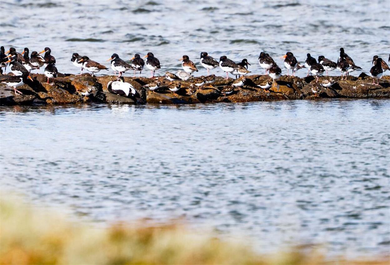 Ein Knutt (M) steht inmitten von Austernfischer am Ufer.