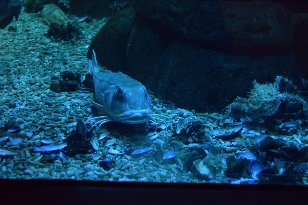 Der Kollege &quot;Fisch&quot; macht große Augen.