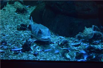 Der Kollege &quot;Fisch&quot; macht große Augen.