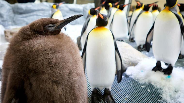 Katy Perry meets Pesto: Riesen-Pinguin-Baby verzückt Popstar Der kugelrunde Pesto ist zum Social-Media-Star avanciert.