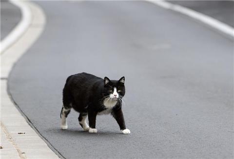 Der Landkreis Kelheim hat den „Katzennotstand“ ausgerufen. (Symbolbild)