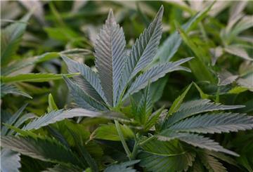 Eine Cannabis-Pflanze.
