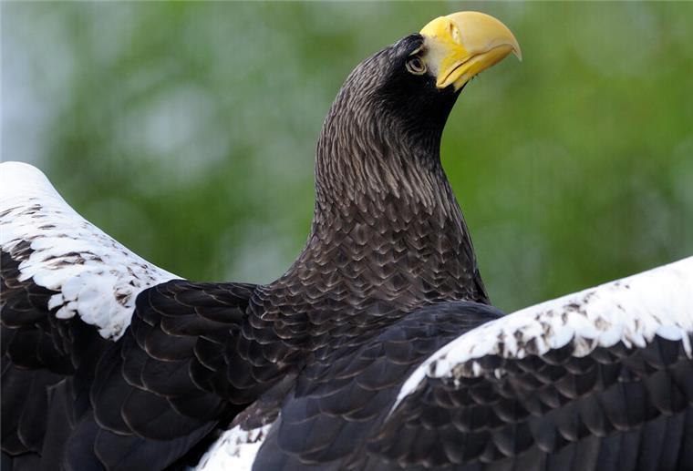 Riesenseeadler wieder in Heimat gesichtet Ein Riesenseeadler sitzt am Mittwoch (08.04.2009) mit ausgebreiteten Flügeln in seiner Voliere im Heidelberger Zoo. Riesenseeadler gehören zu den größten Greifvögeln der Welt. Ihre Flügelspannweite kann bis zu 230 cm bei einem Gewicht um die neun kg erreichen. Die vomAussterben bedrohten Riesenadler leben im Nordosten des asiatischen Kontinents. Die meisten Brutpaare kommen dabei auf der zu Russland gehörenden Halbinsel Kamtschatka vor. Foto: Ronald Wittek dpa/lsw +++ dpa-Bildfunk +++