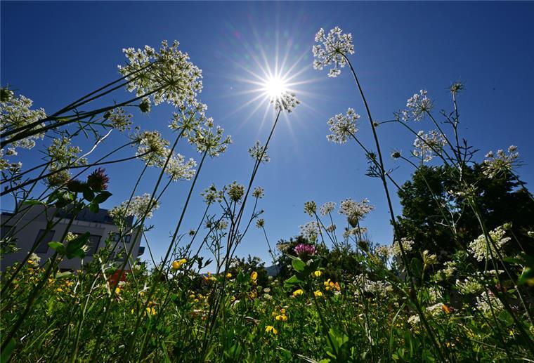 Hitzerekorde in sechs Bundesländern - viermal über 40 Grad Der Mittwoch war einer der heißesten Tage in Deutschland überhaupt. An vier DWD-Messstationen wurden Temperaturen über 40 Grad Celsius gemessen.