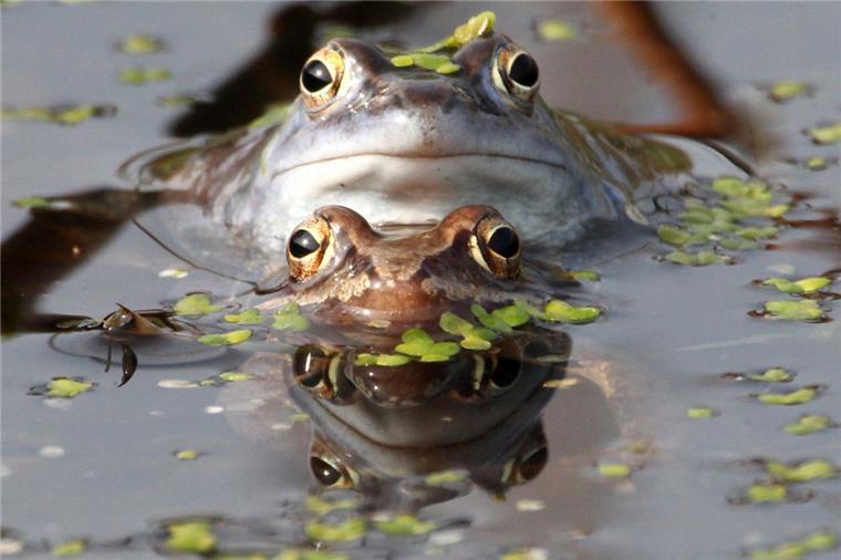 Diese bedrohten Tiere und Pflanzen leben in Bremerhaven Der Moorfrosch ist eine gefährdete Amphibien-Art.