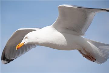 Eine Möwe fliegt