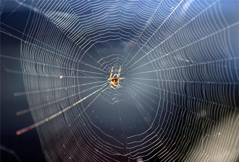 Mythos entlarvt: So viele Spinnen schlucken wir wirklich im Schlaf Eine Spinne in einem Spinnennetz.