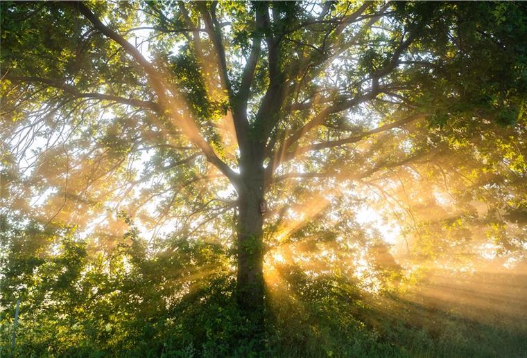 NABU: Einblick in das „wood-wide-web“ der Wälder Der Nabu möchte Waldbesitzer über Nutzung und Schutz des Waldes informieren.