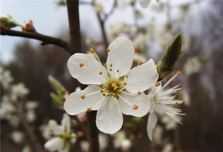 Neue Rhododendren teilweise verboten Der Nabu wirbt dafür, auf einheimische Pflanzen wie diese Schlehe zu setzen.