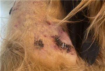 Der Nachbarshund soll bereits zum zweiten Mal „Teddy“ angegriffen haben. Diesmal trug der Norfolk-Terrier tiefe Bisswunden davon.
