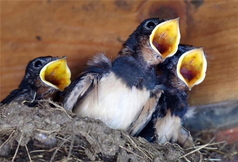 Wie der Unterschlupf für Vögel bei Sanierung erhalten bleibt Nach Futter verlangen drei junge Schwalben, die unter einem Dachvorsprung groß gezogen werden.