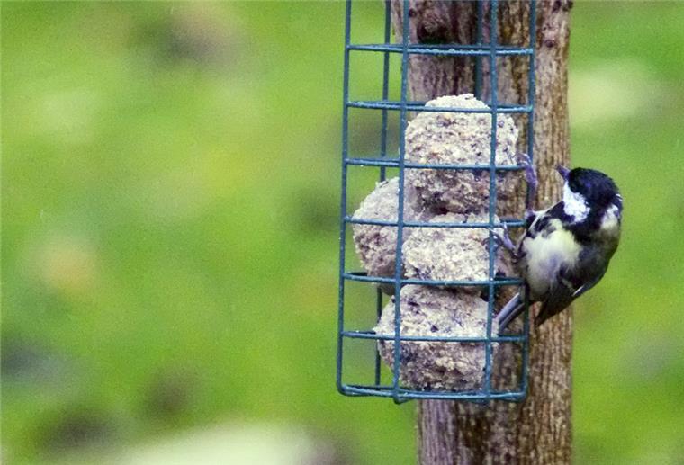 Naturschutzbund ruft zum Vogelzählen auf Eine Kohlmeise sitzt an einem Halter für Meisenknödel