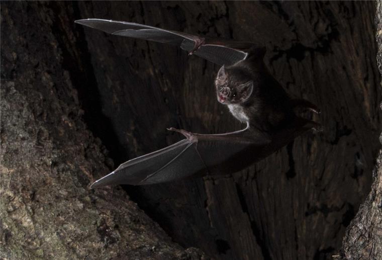 Bremerhaven: Bei der Batnight Fledermäuse im Park beobachten Eine Fledermaus beim Abflug