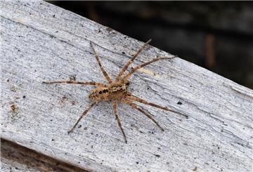 Eine Nosferatu-Spinne.