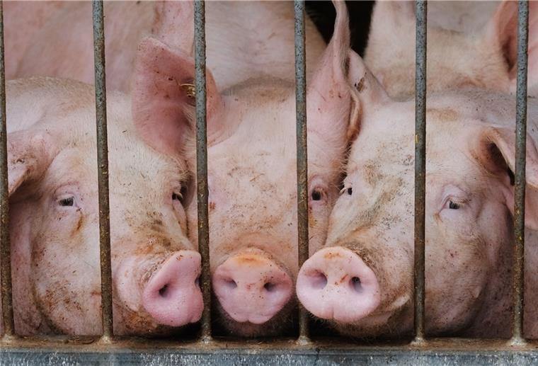 Volle Schweineställe stellen Landvolkchef vor Herausforderungen Hausschweine in einem Stall gucken durch die Gitter einer Box.
