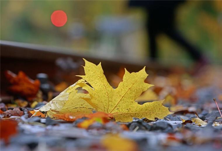 Oktober war laut Wetterdienst-Bilanz sehr nass und deutlich zu mild Ein Laubblatt liegt auf einem Bahngleis der Harzer Schmalspurbahn in Wernigerode.