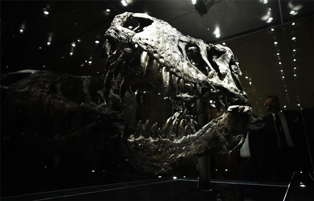 Der originale Schädel des T. rex ist in einem gesonderten Schaukasten ausgestell...