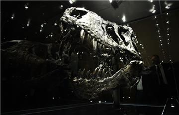 Der originale Schädel des T. rex ist in einem gesonderten Schaukasten ausgestell...