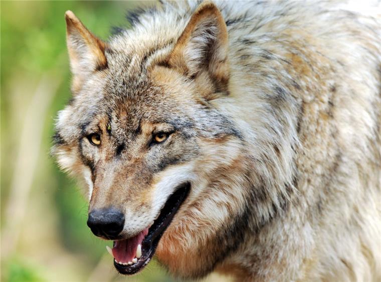 Wolf bei Dörverden starb nicht durch illegalen Abschuss Der Ort, an dem der tote Wolf entdeckt worden war, liegt im Randgebiet des sogenannten Rodewalder Rudels.