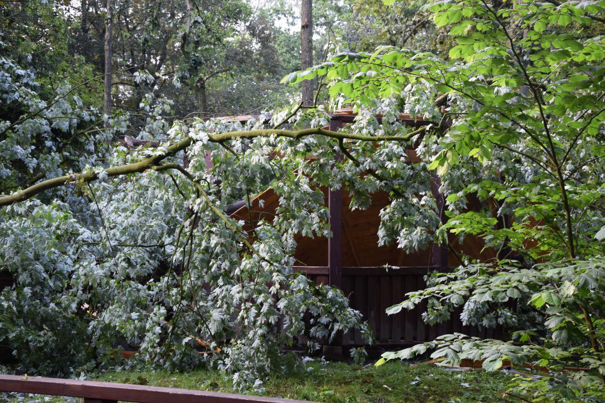 Nordenham: Friedeburg-Pavillon von Baum zerstört Der Pavillon im Friedeburgpark ist durch einen umgekippten Baum beschädigt worden.