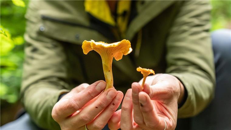 Zahl der Notrufe wegen Pilzvergiftungen gesunken Der Pfifferling ist ein beliebter Speisepilz - sieht aber dem giftigen Orangefuchsigen Raukopf sehr ähnlich. (Archivfoto)