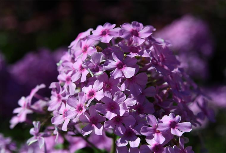Bremerhavener Gartenexperte gibt Tipps zum Aufräumen im Frühling.