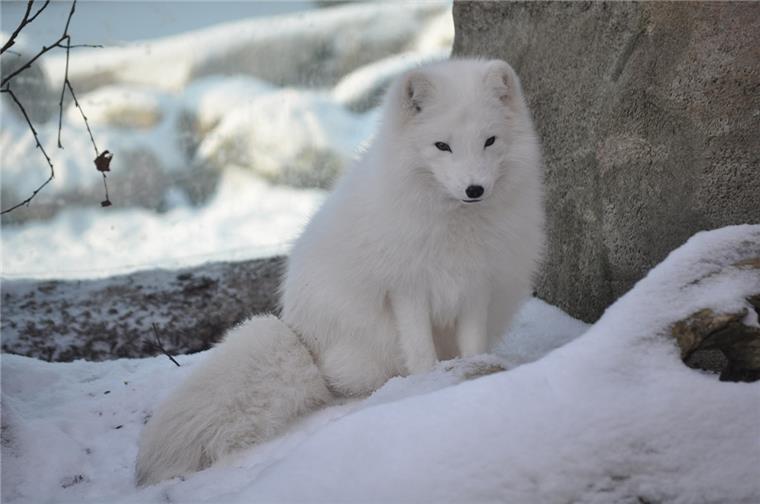 Zoo am Meer - Das besondere Weihnachtsgeschenk zum Spar-Preis Polarfuchs im Zoo am Meer