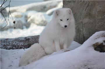 Polarfuchs im Zoo am Meer